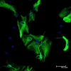 Horse Anti-Mouse IgG Antibody (H+L), DyLight™ 488