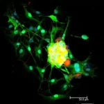Horse Anti-Goat Igg Antibody (H+L), Dylight™ 488