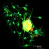 Dorsal root ganglia cells (neurons and satellite glia) - double label. BIII tubulin, DyLight 594 labeled secondary antibody (red). S100, DyLight 488 labeled secondary antibody (green). Mounted in VECTASHIELD HardSet Mounting Medium with DAPI. Image courte
