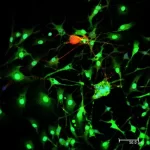Horse Anti-Mouse Igg Antibody (H+L), Dylight™ 488