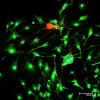 Horse Anti-Goat IgG Antibody (H+L), DyLight™ 488