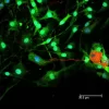 Dorsal root ganglia cells (neurons and satellite glia) - double label. BIII tubulin, DyLight 488 labeled secondary antibody (green). S100, DyLight 594 labeled secondary antibody (red). Mounted in VECTASHIELD HardSet Mounting Medium with DAPI. Image courte