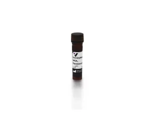 Succinylated Wheat Germ Agglutinin (WGA), Fluorescein