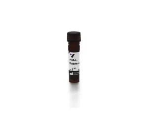 Phaseolus Vulgaris Leucoagglutinin (PHA-L), Fluorescein