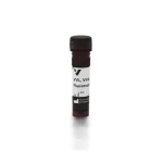 Vicia Villosa Lectin (Vvl, Vva), Fluorescein