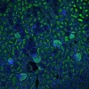FFPE human prostate stained with Glysite Scout Glycan Screening Kit, Immunofluorescence 488 (GSK-3000, green), showing B-GNL staining.  Nuclear detail was visualized by DAPI staining (blue).