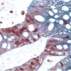 Vector NovaRED® Substrate Kit, Peroxidase (HRP)