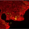 M.O.M.® (Mouse on Mouse) Immunodetection Kit, Basic