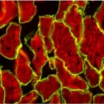 M.o.m.® (Mouse On Mouse) Immunodetection Kit, Basic