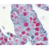 VECTASTAIN® ABC-AP Kit, Alkaline Phosphatase