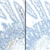 M.O.M.® (Mouse on Mouse) ImmPRESS® Polymer Reagent, Anti-Mouse IgG, Peroxidase