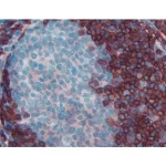 Human Tonsil (Ffpe): Cd45 (Rat) Detected With Immpress Goat Anti-Rat Igg (Mouse Adsorbed) And Immpact Aec Substrate (Red). Counterstained With Vector Hematoxylin Qs (Blue).