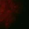CARS and TPF imaging of Huh-7 cells mock transfected with FL-HCV RNA. More in "Additional Info". Courtesy of Jennifer Haley, Sylvie Belanger, Adrian Pegoraro, Albert Stolow, and John P. Pezacki, The Steacie Inst. for Molecular Sciences, NRCC, Canada.