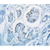 VECTASTAIN® Universal Quick HRP Kit, Peroxidase (Concentrate)