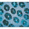 Colon: Dolichos biflorus agglutinin (black, DAB/Ni), Alcian blue counterstain.
