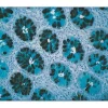 Colon: Dolichos biflorus agglutinin (black, DAB/Ni), Alcian blue counterstain.