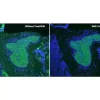Human tonsil (FFPE); Section stained for AE1/AE3 using fluorescein label (green). Treated with TrueVIEW and mounted with VECTASHIELD Vibrance Antifade Mounting Medium with DAPI (nuclei blue).