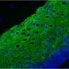 VectaFluor™ Excel Amplified Anti-Mouse IgG, DyLight® 488 Antibody Kit