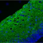 Vectafluor™ Excel Amplified Anti-Mouse Igg, Dylight® 488 Antibody Kit