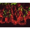 Texas Red™ Avidin DCS, Cell Sorting Grade