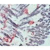 Mouse tissue stained using the Vector MOM Kit (double label): Muscle (gray/black, Vector DAB/Ni), neuron (red, Vector NovaRED).