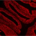 Vectafluor™ Horse Anti-Mouse Igg, Dylight™ 594 Antibody Kit, R.t.u.
