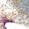 DAB Substrate Kit, Peroxidase (HRP), with Nickel, (3,3'-diaminobenzidine)