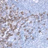 Tonsil: Bcl-2 (m), ImmPRESS Anti-Mouse Ig Kit, DAB Substrate Kit (brown). Hematoxylin QS counterstain (blue).