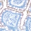 Small Bowel: CD10 (m), ImmPRESS Anti-Mouse Ig Kit, DAB Substrate Kit (brown). Hematoxylin QS counterstain (blue).