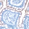 Small Bowel: CD10 (m), ImmPRESS Anti-Mouse Ig Kit, DAB Substrate Kit (brown). Hematoxylin QS counterstain (blue).