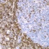 Tonsil: Bcl-2 (m), ImmPRESS Anti-Mouse Ig Kit, DAB Substrate Kit (brown). Hematoxylin QS counterstain (blue).