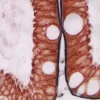 Small Intestine (double label): ImmPRESS Anti-Mouse Ig using CD10 primary antibody with DAB/Ni (black) substrate, and ImmPRESS Anti-Mouse Ig using Cytokeratin 20 primary antibody with Vector NovaRED (red) substrate. No counterstain.