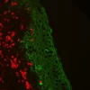 Tonsil: Mouse Anti-Cytokeratin (C11) and Rabbit Anti-CD3 cocktail detected simultaneously with VectaFluor Duet Immunofluorescence Double Labeling Kit, DyLight 488 Anti-Mouse (green)/DyLight 594 Anti-Rabbit (red). Mounted in VECTASHIELD HardSet Mounting