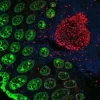 Colon: Mouse Anti-Cytokeratin (AE1/AE3) and Rabbit Anti-Ki67 detected simultaneously with VectaFluor Duet Immunofluorescence Double Labeling Kit, DyLight 488 Anti-Mouse (green)/DyLight 594 Anti-Rabbit (red). Mounted in VECTASHIELD HardSet Mounting Mediu
