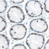 ImmPRESS® Excel Amplified Polymer Staining Kit, Anti-Rabbit IgG, Peroxidase