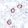 Kidney: PGP 9.5 (m, VP-P983), ImmPRESS Anti-Mouse Ig Kit, ImmPACT NovaRED (red) substrate. Hematoxylin (blue) counterstain.