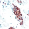 Colon: Peripherin (m), ImmPRESS Anti-Mouse Ig Kit, ImmPACT AEC (red) substrate.
