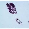 Cat skin stained with mouse primary antibody against cytokeratin and detected with ImmPRESS VR HRP Anti-Mouse IgG and ImmPACT VIP Substrate.