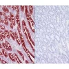 Left: Dog intestine stained with mouse antibody against multi-cytokeratin and detected with ImmPRESS VR HRP Anti-Mouse IgG and Vector NovaRED Substrate. Counterstained with Vector Hematoxylin QS. Right: No mouse primary antibody negative control secti