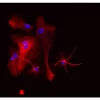 Astrocytes: Stained for GFAP and detected with Dylight 594 labeled secondary antibody. Mounted in VECTASHIELD HardSet Mounting Medium with DAPI. Image courtesy of Dr Emma East, Department of Life Sciences, The Open University, U.K.*