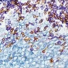 DAB Substrate Kit, Peroxidase (HRP), with Nickel, (3,3'-diaminobenzidine)
