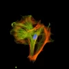 Mouse embryonic fibroblast stained with mouse anti-tubulin followed by fluorescein horse anti-mouse IgG and mounted in VECTASHIELD HardSet Mounting Medium with DAPI and TRITC-Phalloidin.