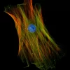 Mouse embryonic fibroblast stained with mouse anti-tubulin followed by fluorescein horse anti-mouse IgG and mounted in VECTASHIELD HardSet Mounting Medium with DAPI and TRITC-Phalloidin.