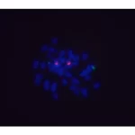 Goat Anti-Digoxigenin/Digoxin (Dig) Antibody, Dylight™ 488
