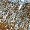 Tonsil: Cytokeratin (m), ImmPRESS Anti-Mouse Ig Kit, ImmPACT DAB (brown) substrate. Hematoxylin (blue) counterstain.