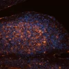 Tonsil (FFPE): Antigen Retrieved with Antigen Unmasking Solution and stained with Cy3 PNA (red-orange). Mounted in VECTASHIELD HardSet with DAPI (blue).