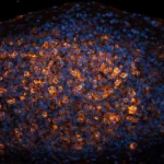 Tonsil (Ffpe): Antigen Retrieved With Antigen Unmasking Solution And Stained With Cy3 Pna (Red-Orange). Mounted In Vectashield Hardset With Dapi (Blue).
