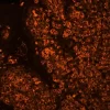 Tonsil (FFPE): Antigen retrieved with Antigen Unmasking Solution and stained with Cy3 SNA (red-orange). Mounted in VECTASHIELD HardSet Mounting Medium.