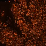 Tonsil (Ffpe): Antigen Retrieved With Antigen Unmasking Solution And Stained With Cy3 Sna (Red-Orange). Mounted In Vectashield Hardset Mounting Medium.