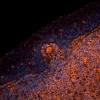 Tonsil (FFPE): Antigen retrieved with Antigen Unmasking Solution and stained with Cy3 SNA (red-orange). Mounted in VECTASHIELD HardSet Mounting Medium.